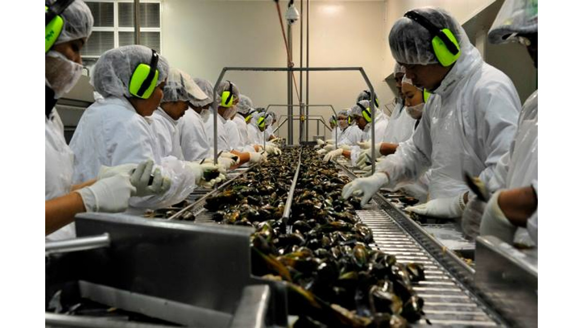 Whakatōhea Mussels Opotiki Open Ocean mussel processing plant.
