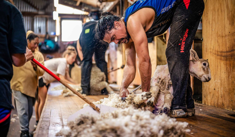 Wool’s Carbon-Sinking Properties Ideal for Sustainable Construction