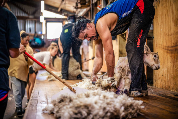 Wool’s Carbon-Sinking Properties Ideal for Sustainable Construction